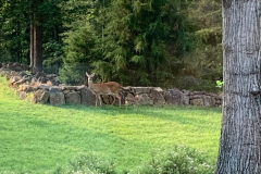 Fawn-1-June-2020-Courtesy-Cronin-Family