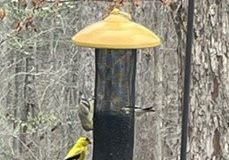 Finches-on-Feeder-2-Courtesy-Graham-Family
