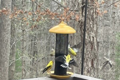 Finches-on-Feeder-Courtesy-Graham-Family