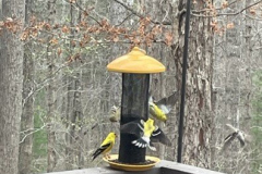 Finches-on-Feeder Courtesy Graham Family