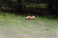 Fox-2-Spring-2021-Courtesy-McCollough-Family