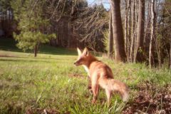 Fox-Courtesy-SS-Davis-Family-Spring-2020