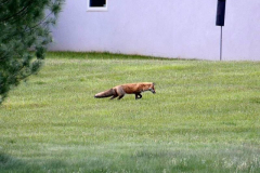 Fox-Spring-2021-Courtesy-McCollough-Family