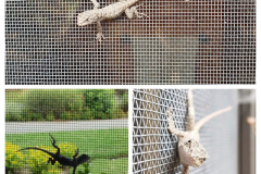 Gecko-Visitor-Courtesy-Walsh-Family