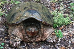 Giant-Turtle-Courtesy-Nicholas-Family