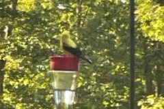 Gold-Finch-Courtesy-Graham-Family