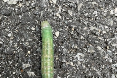 Green-Critter-Courtesy-Graham-Family