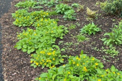 Green-and-Gold-Courtesy-Graham-Family