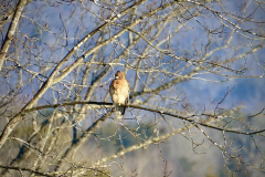 Hawk-March-2021-Courtesy-McCollough-Family