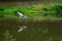 Heron-Fall-2023-Courtesy-M-Bachmann