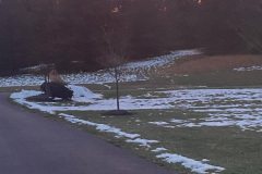 Hondo-Enjoying-the-Sunset-Courtesy-SS-Davis-Family