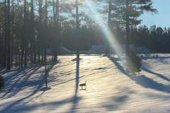 Hondo-Out-in-a-Sunrise-Forest-Courtesy-SS-Davis-Family