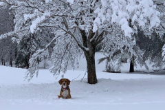 Hondo-in-the-Snow-Courtesy-SS-Davis-Family