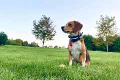 Hondo-on-Guard-Courtesy-SS-Davis-Family