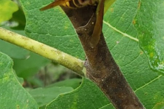 Hornet-Pest-on-Fig-Courtesy-Walsh-Family