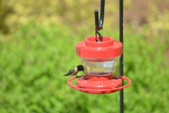 Hummer-April-2022-Courtesy-Dottie-McFalls