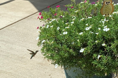 Hummer-at-an-Organic-Feeder-Courtesy-Cronin-Family