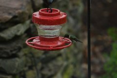 Hummingbird-May-2022-Courtesy-Dottie-McFalls