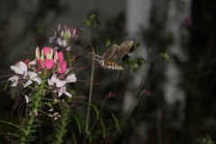 Hummingbird-Moth-Enjoying-Cleome-Courtesy-Nicholas-Family