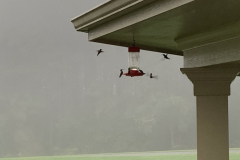 Hummingbirds-in-a-Downpour-Courtesy-Cronin-Family