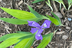 Iris-Courtesy-Graham-Family