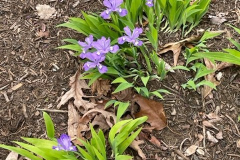 Irises-Courtesy-Graham-Family