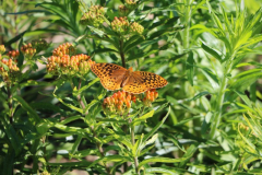 June-2020-Courtesy-Walsh-Family-2