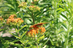 June-2020-Courtesy-Walsh-Family