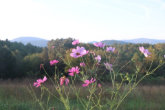 Last-Minute-Bee-Fall-2021-Courtesy-Walsh-Family