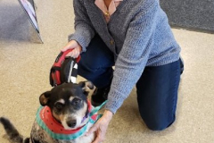 Layla-Gets-a-Hair-Cut-Courtesy-Walsh-Family