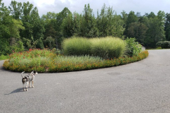 Layla-Surveying-the-Garden-Summer-2022-Courtesy-Walsh-Family