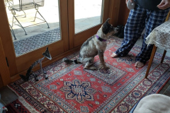 Layla-and-Layla-and-Treats-Spring-2021-Courtesy-Walsh-Family