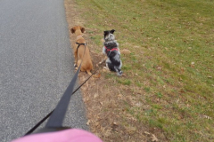 Layla-and-Penny-Car-SIT-Courtesy-Walsh-Family
