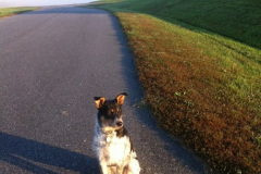 Layla-as-Pup-Enjoying-Misty-Mountains-2011
