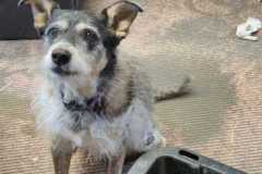 Layla-enjoying-seed-harvesting-Dee-Walsh