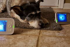 Layla-the-Babysitter-3-Spring-2022