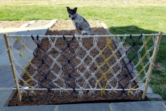 Layla-the-Reason-for-the-Fence-Spring-2021-Courtesy-Walsh-Family