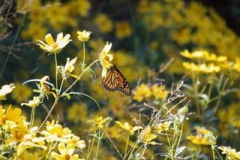 Monarch-Butterfly-Courtesy-Nicholas-Family