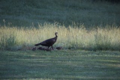 Mother-and-Chicks-Courtesy-Nicholas-Family