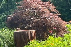 Mourning-Dove-on-Birdbath-Courtesy-Graham-Family