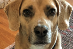 Mr-Handsome-Courtesy-Cronin-Family