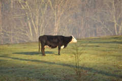 Neighbor-on-the-Farm-Courtesty-Dottie-McFalls