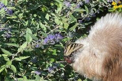 Oakliegh-Graham-and-Butterfly-Sept-2023