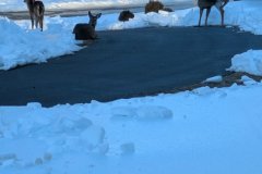 Pattersons-Driveway-Feb-2026