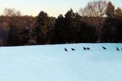 Birds at Snowy BlueView