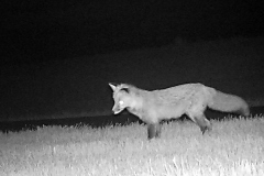 Fox at Night