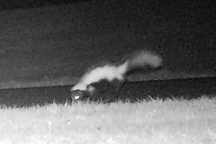 Skunk at Night