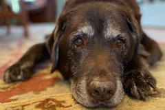 Punch-Courtesy-Nicholas-Family