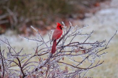 Red-Cardinal-in-Winter-Courtesy-Nicholas-Family