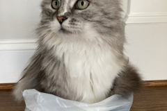 Rocky-All-Bagged-Up-and-Ready-to-Go-Courtesy-Patterson-Family